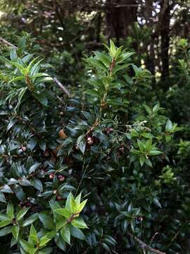 Image of Gaultheria phillyreifolia (Pers.) Sleum.