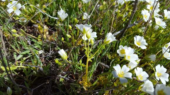 Imagem de Limnanthes alba subsp. parishii (Jeps.) Morin