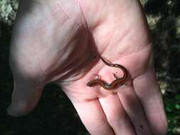 صورة Plethodon cinereus (Green 1818)