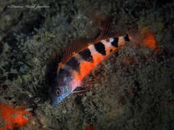 Image of Saddled Blenny