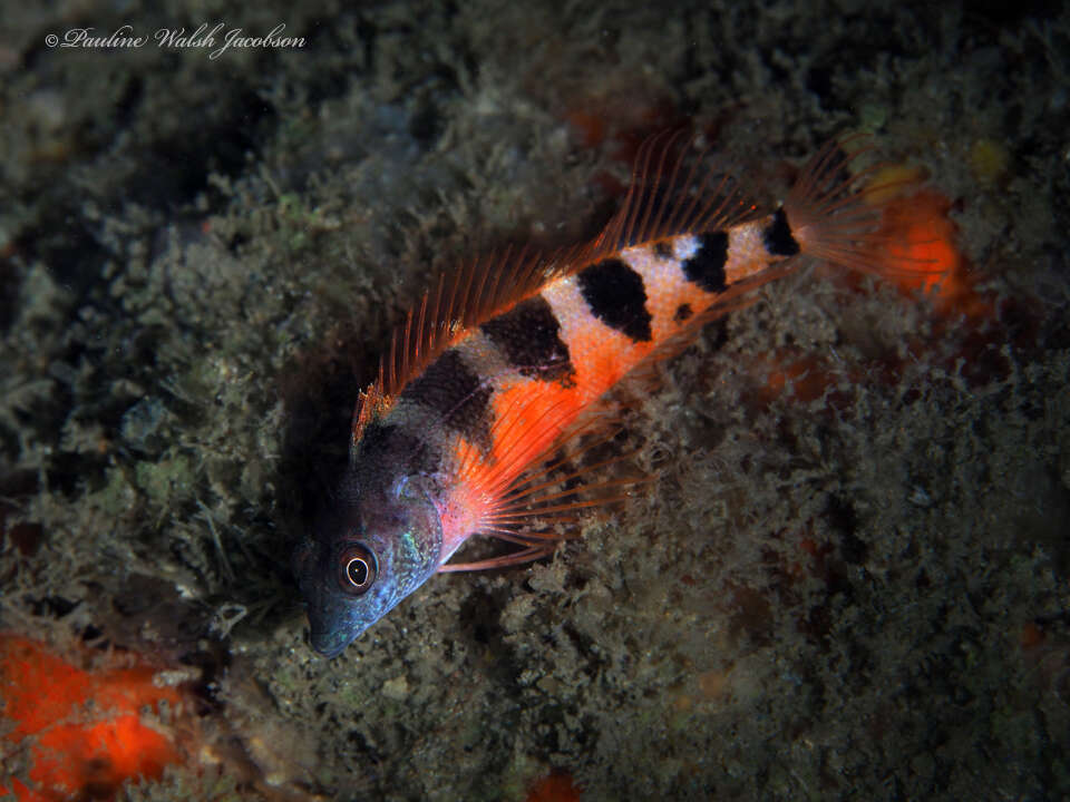 Image of Saddled Blenny