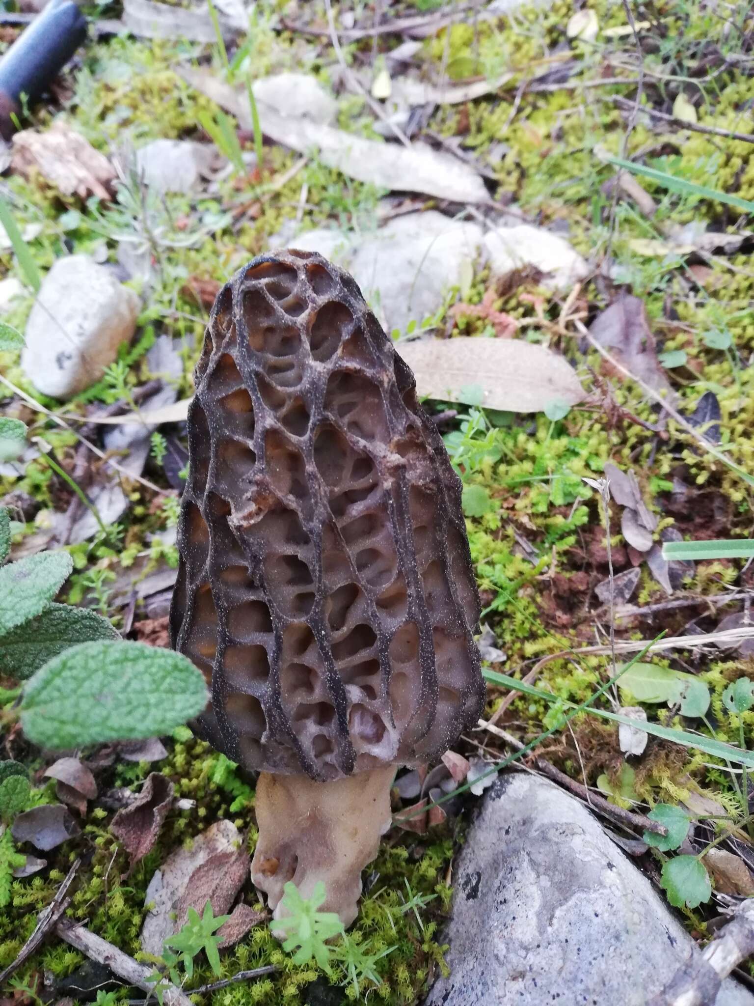 Plancia ëd Morchella kakiicolor (Clowez & L. Romero) Clowez, L. Romero, P. Alvarado & Loizides 2015