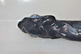 Image of Short-tail Lanternshark