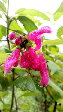 Image of Salvia tortuosa Kunth