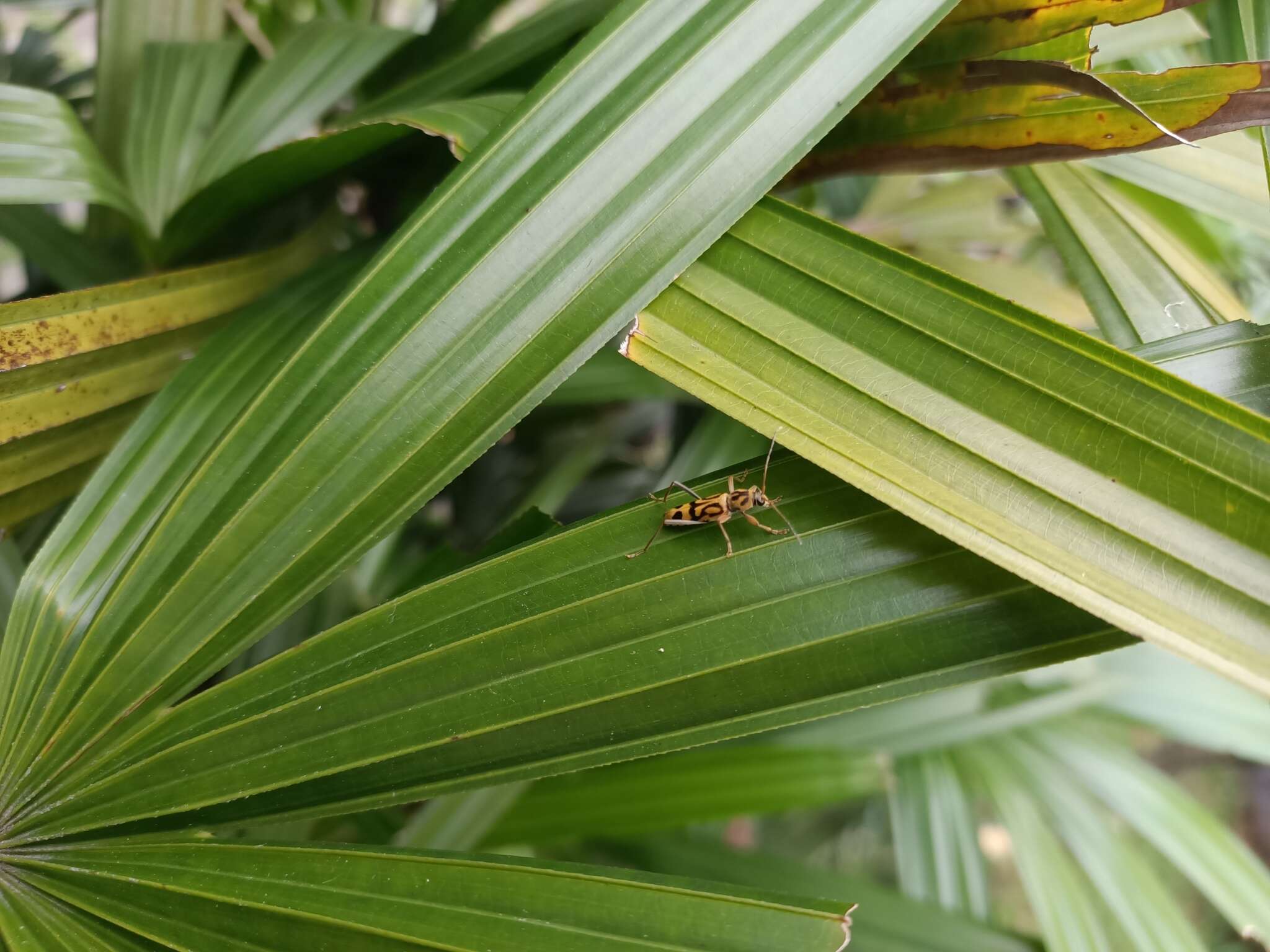 Image of Bamboo longhorn beetle