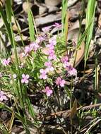 Image of Stylidium adnatum R. Br.