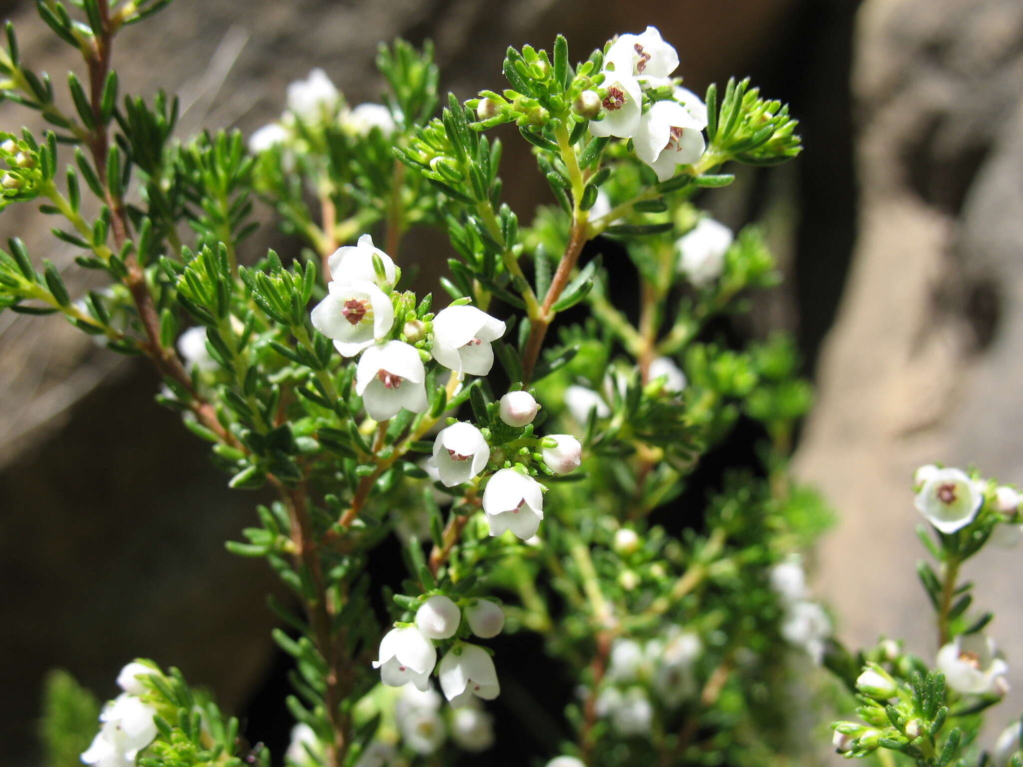 Image of Erica subdivaricata Berg.