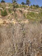 Image of European buckthorn