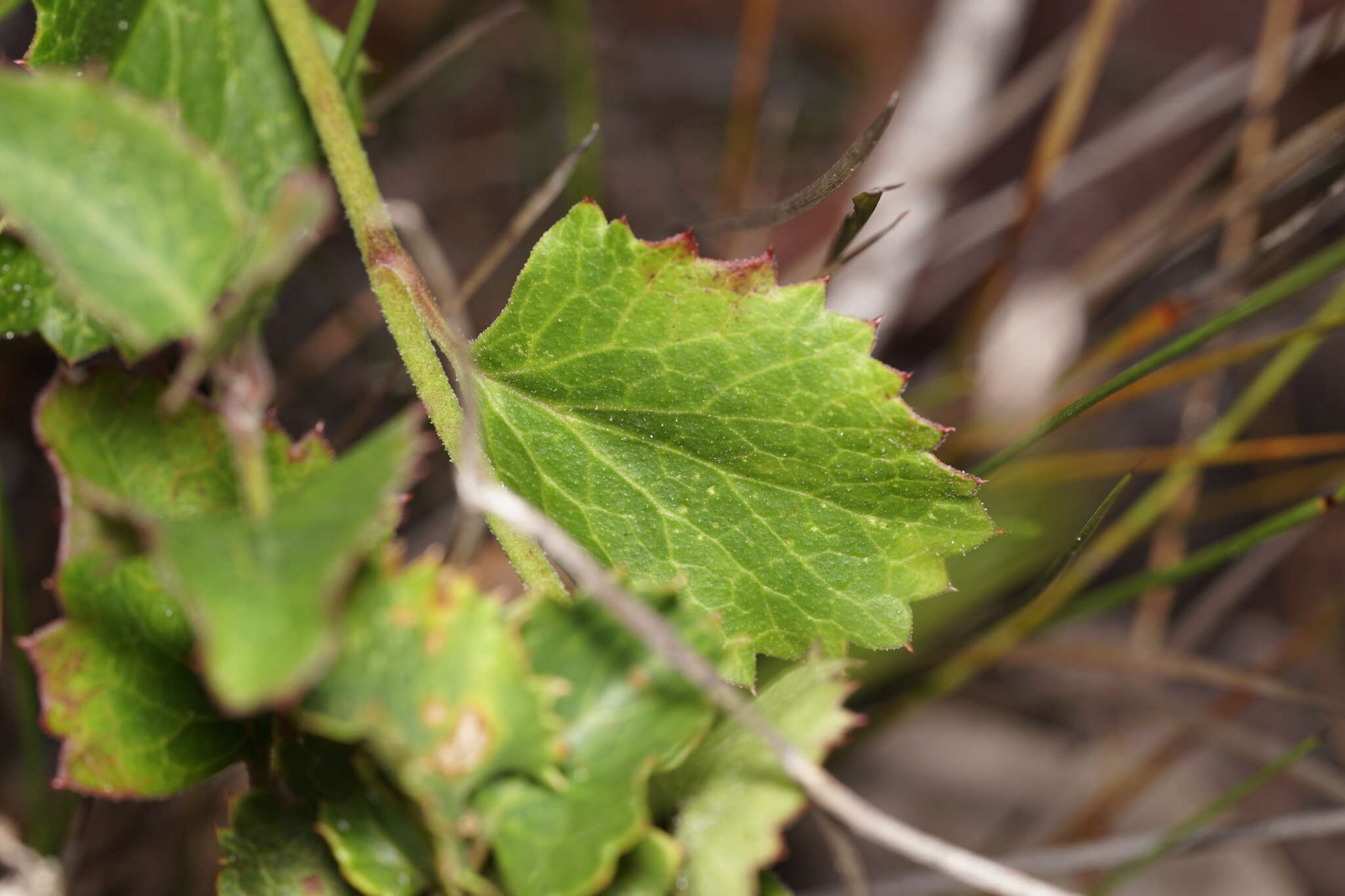 Image of Xanthosia rotundifolia DC.