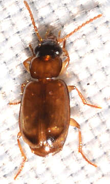 Image of Ground beetle