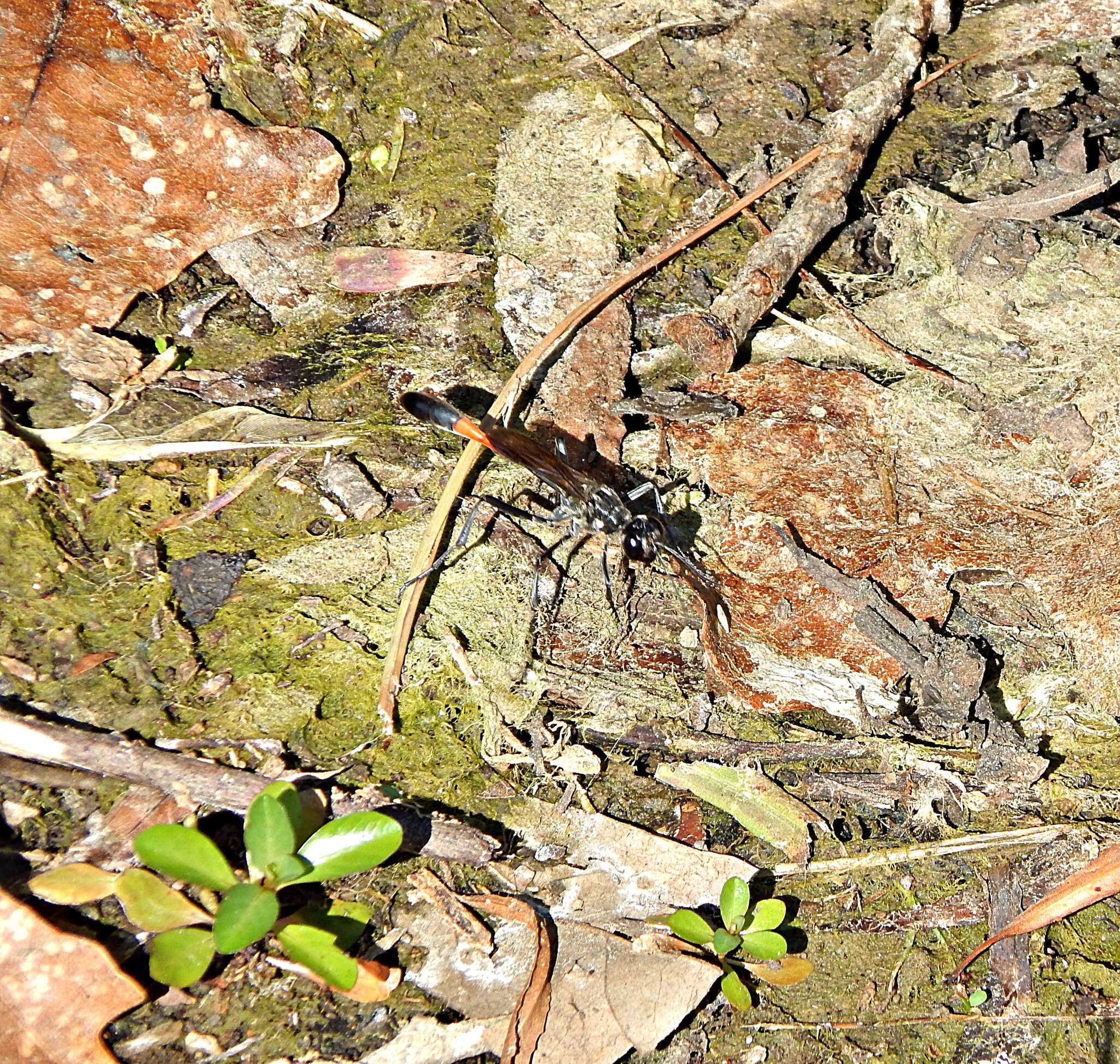 Image of Ammophila procera Dahlbom 1843