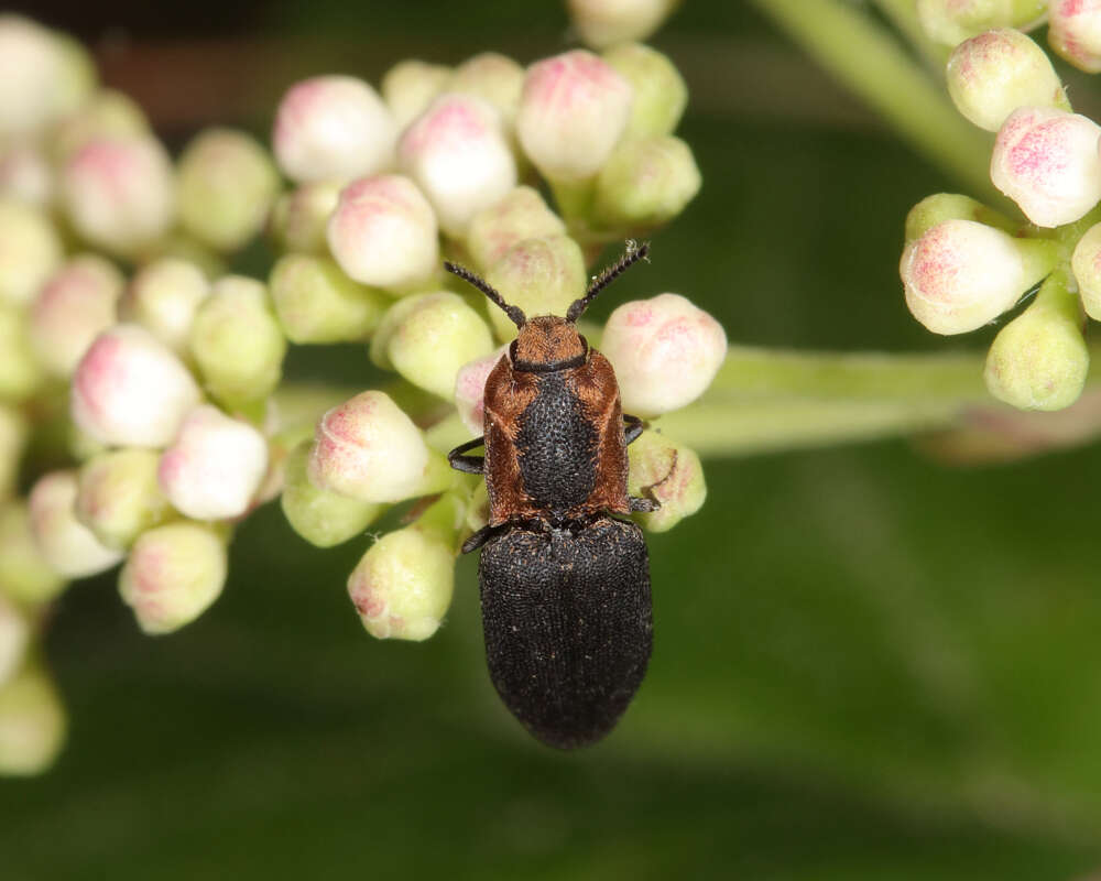 Image of Lacon discoideus (Weber 1801)