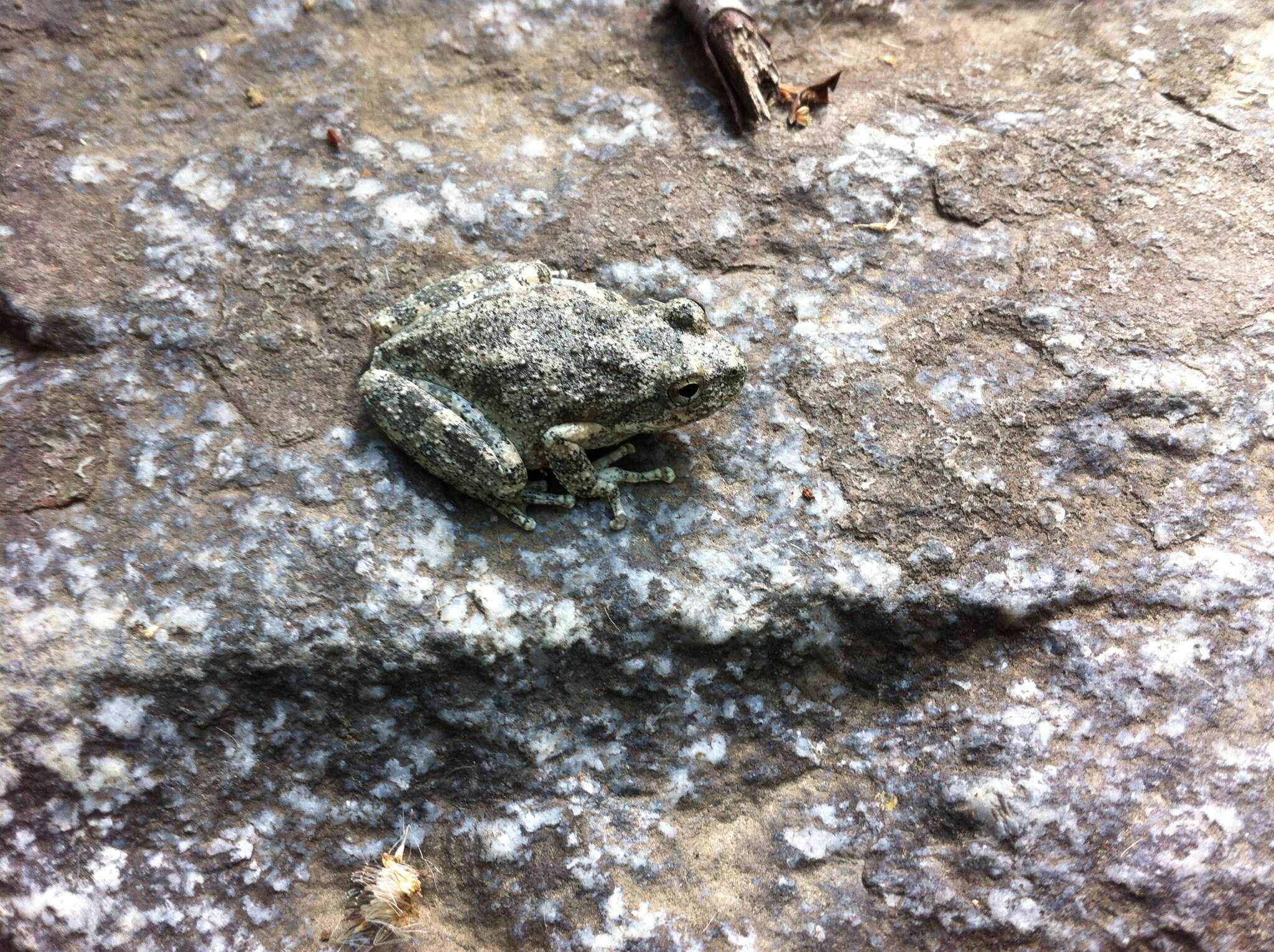 Image of California Chorus Frog