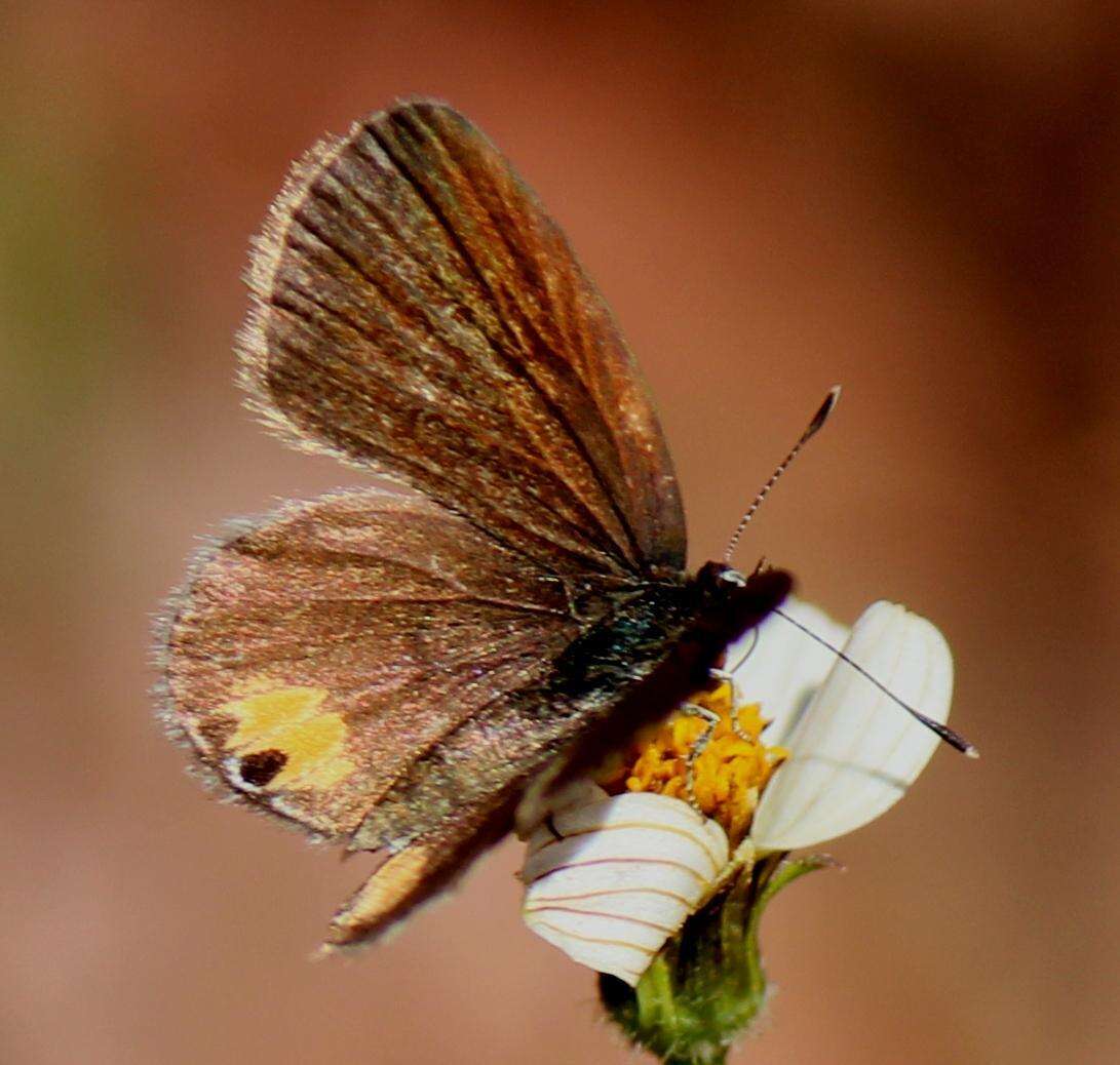 Imagem de Eicochrysops messapus mahallakoaena (Wallengren 1857)