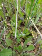 Image of Astragalus pelecinus (L.) Barneby