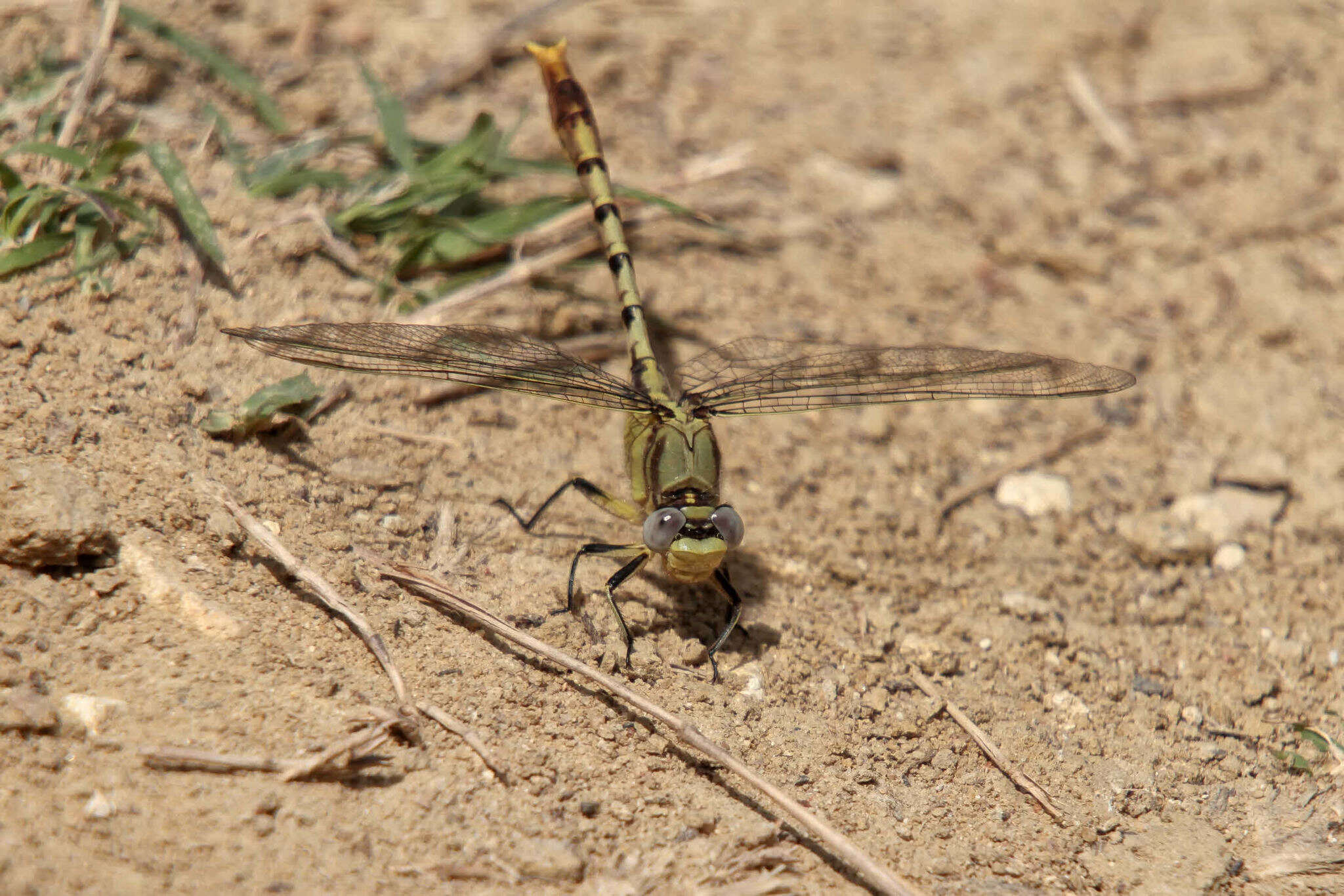 Sivun Arigomphus lentulus (Needham 1902) kuva