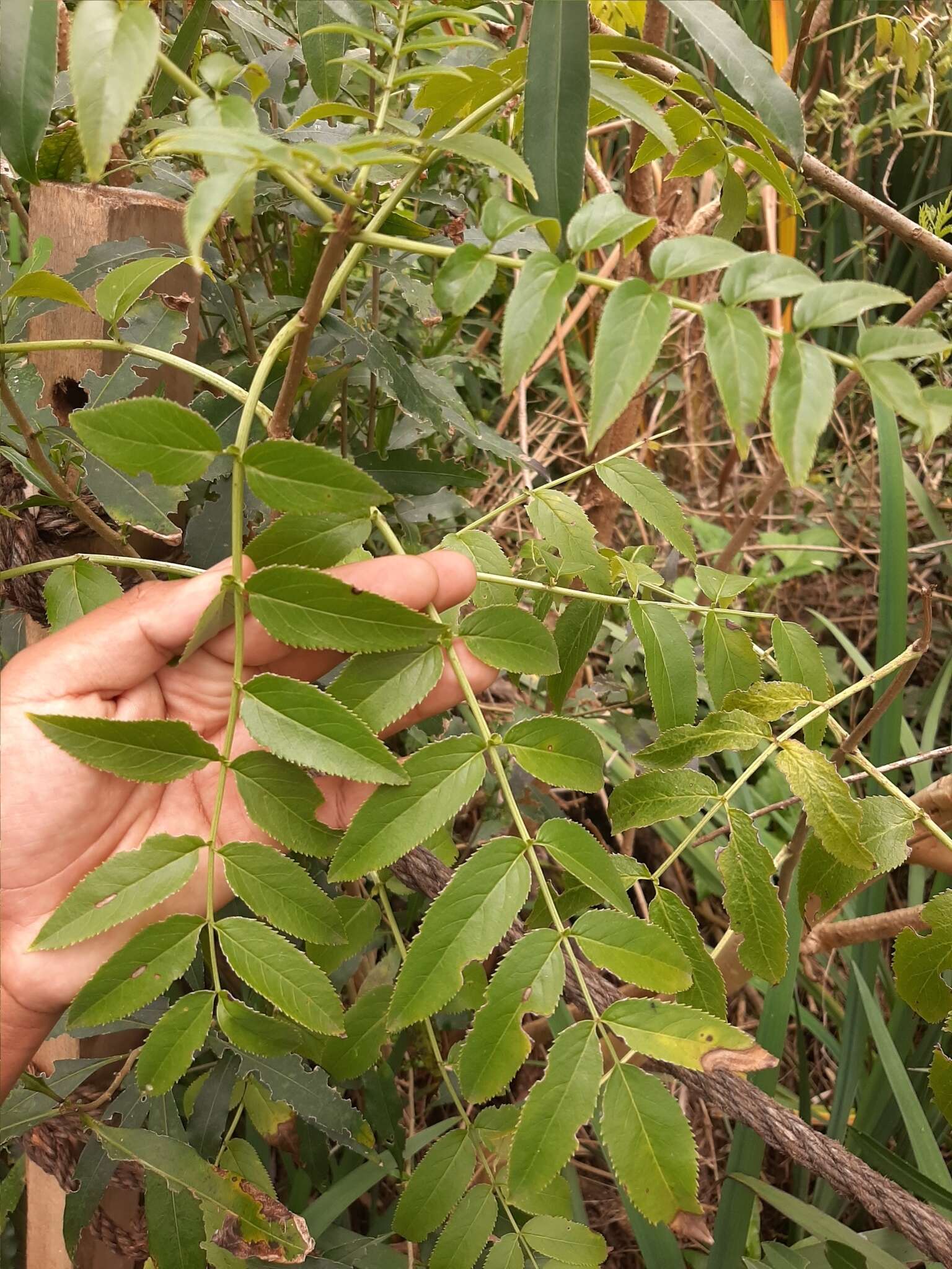 Image of Sambucus australis Cham. & Schltdl.