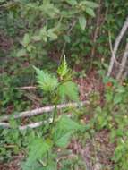 Image of Brazilian rosemallow