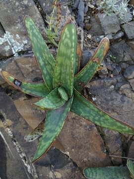 Image of Gasteria excelsa Baker