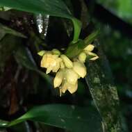 Image of Maxillaria pseudoneglecta J. T. Atwood