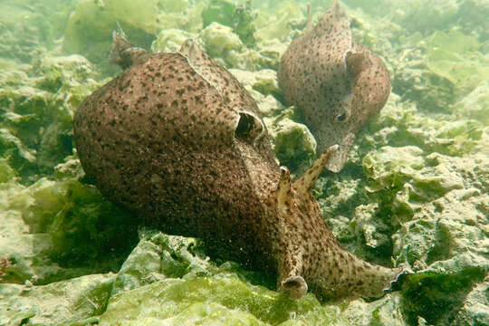 Image of California sea hare