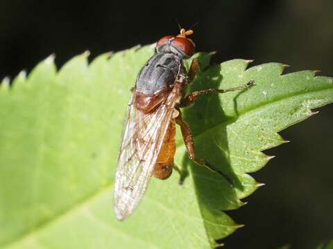 Imagem de Brachyopa maculipennis Thompson 1980