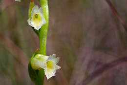 Image of Florida Ladies'-Tresses