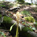 Image of Phyteuma ovatum subsp. pseudospicatum Pignatti