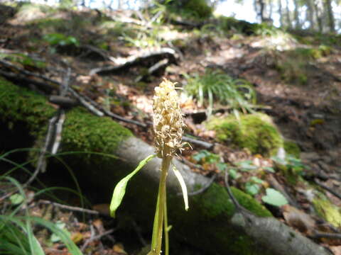 Image of Phyteuma ovatum subsp. pseudospicatum Pignatti