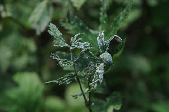 Image of Podosphaera filipendulae (Z. Y. Zhao) T. Z. Liu & U. Braun 2010