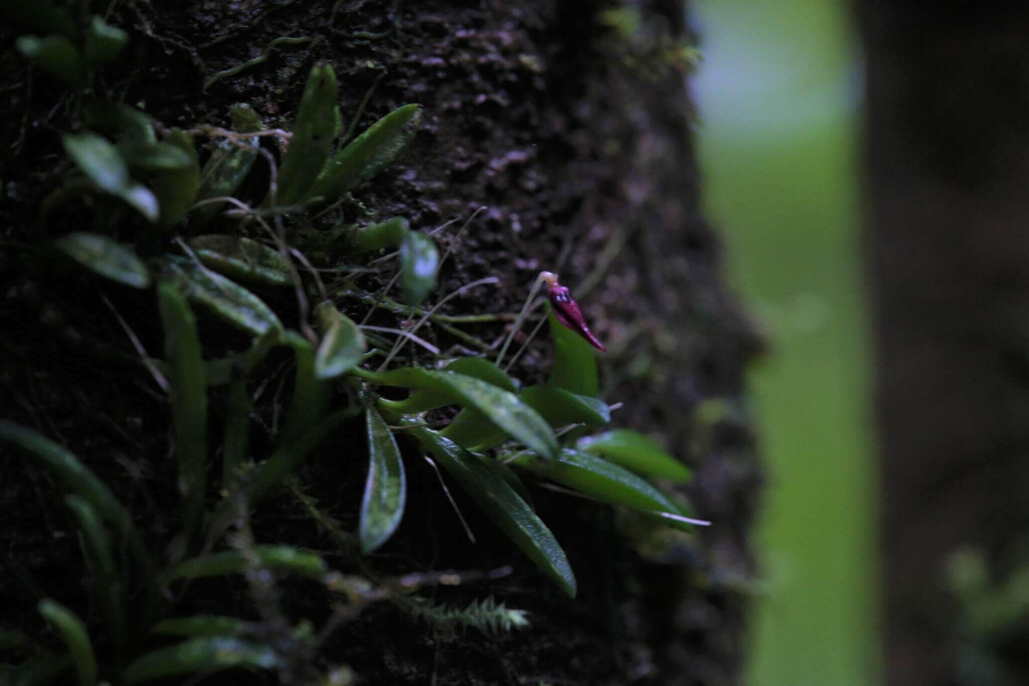 Image of Bulbophyllum macphersonii Rupp