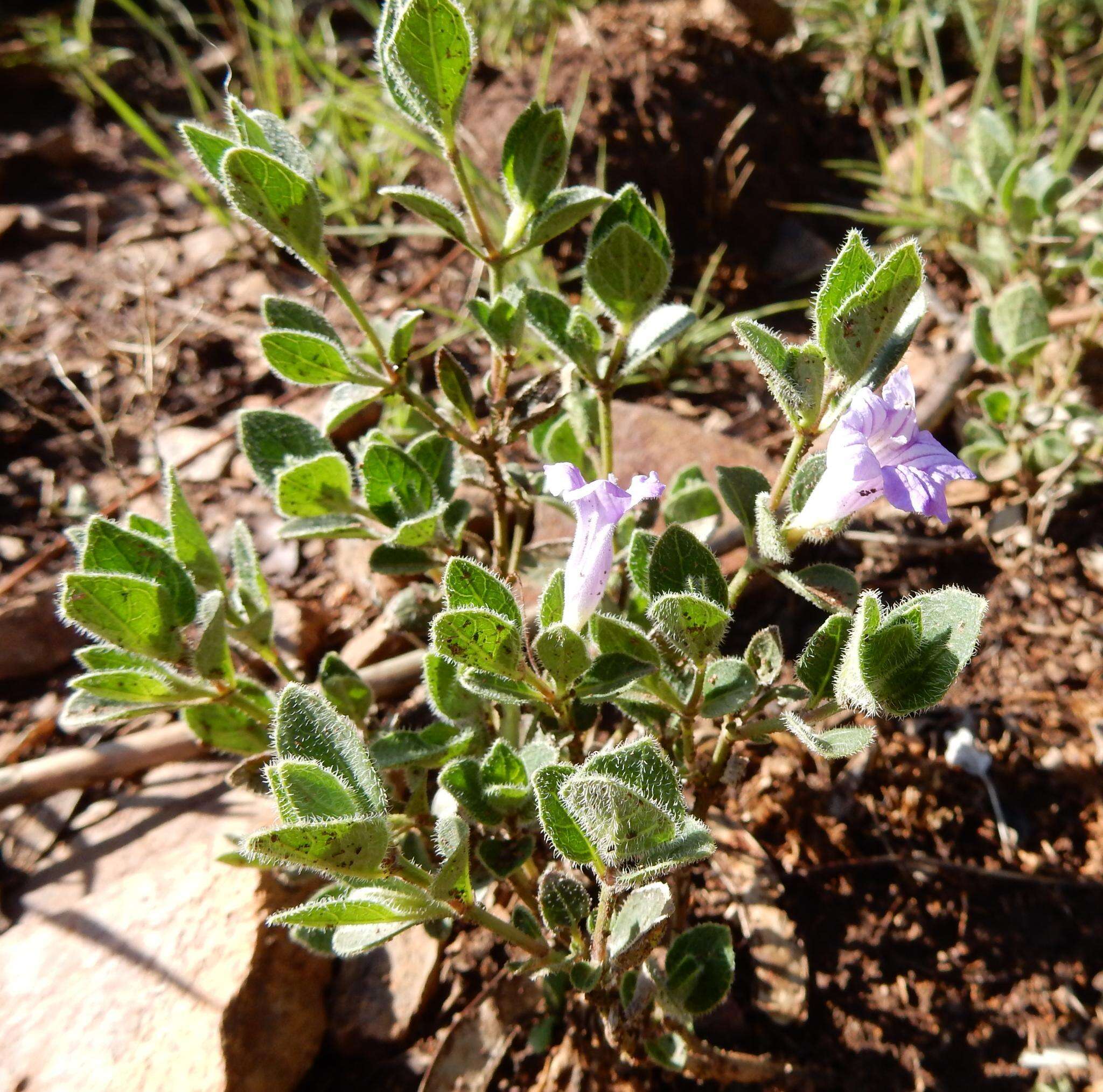 Plancia ëd Ruellia cordata Thunb.