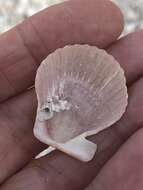 Image de Aequipecten muscosus (W. Wood 1828)