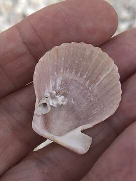 Слика од Aequipecten muscosus (W. Wood 1828)