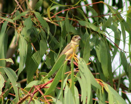 صورة Sporophila torqueola (Bonaparte 1850)