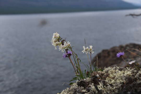 Imagem de Silene paucifolia Ledeb.