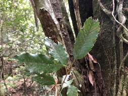 Imagem de Quercus stenophylloides Hayata