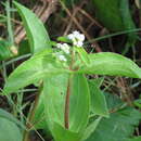 Image of Ichthyothere latifolia Baker