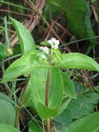 Imagem de Ichthyothere latifolia Baker