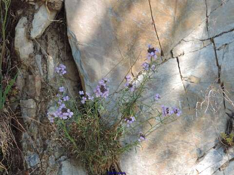 Image of Erysimum linifolium (Pers.) J. Gay