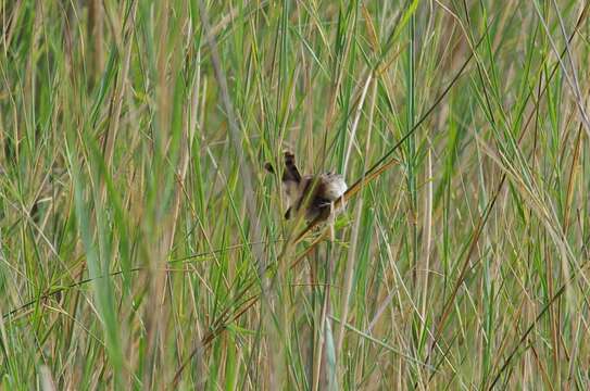 Image of Lesser Black-backed Cisticola