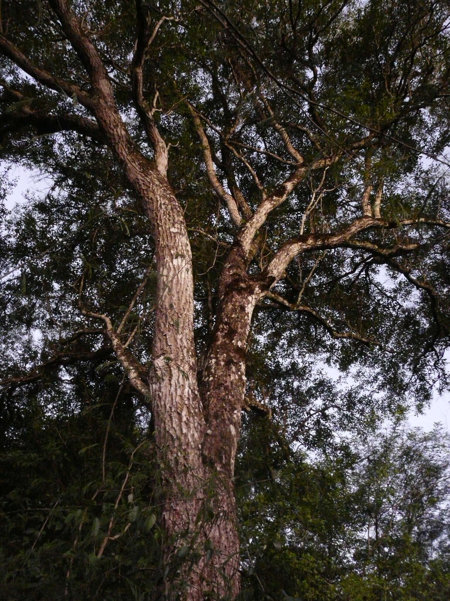 Imagem de Eugenia myrcianthes Niedenzu