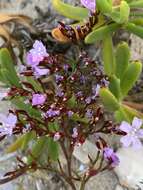 Imagem de Limonium scabrum var. scabrum