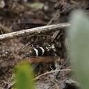 Image de Glyphipterix platydisema Lower 1893