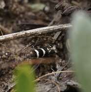 Image de Glyphipterix platydisema Lower 1893