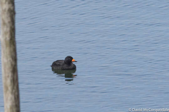 Image of American Scoter