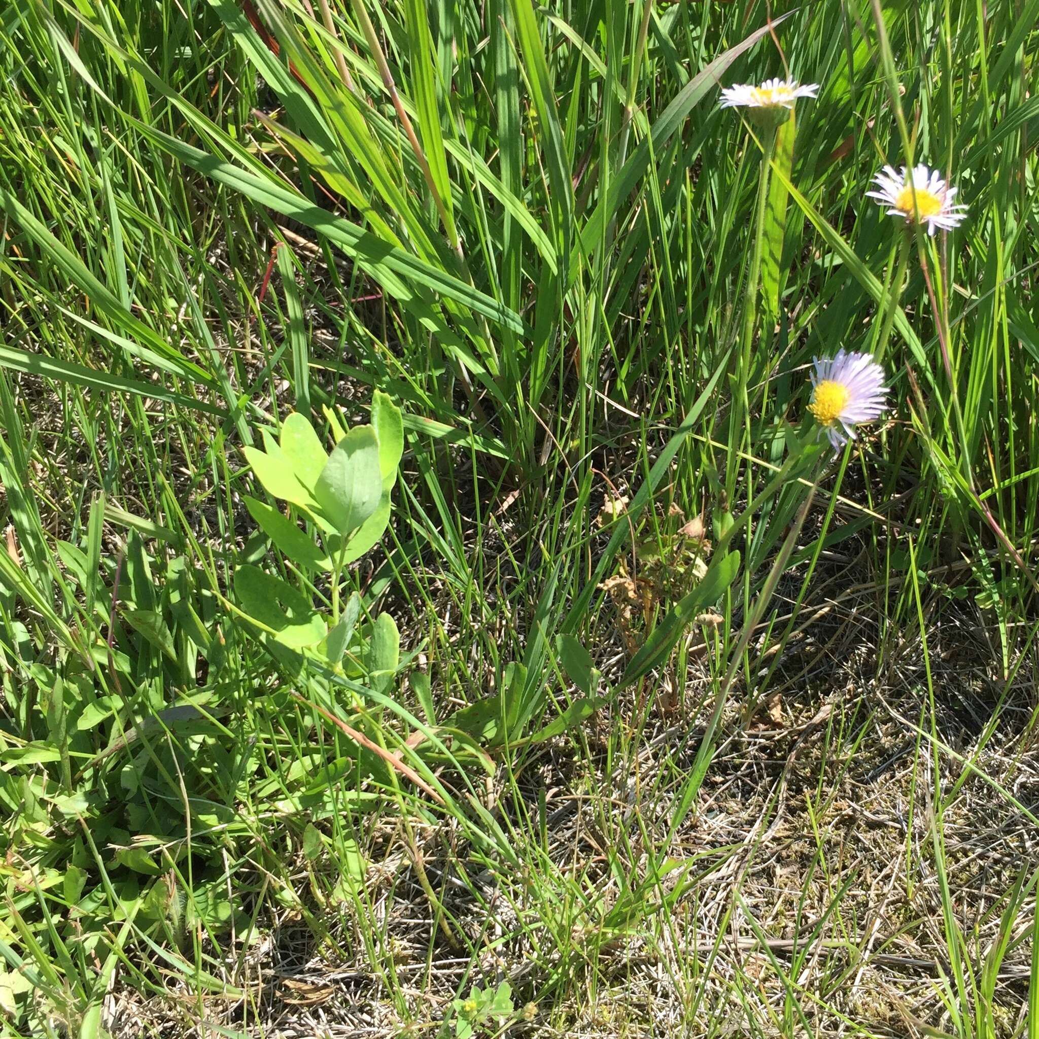 Image of streamside fleabane