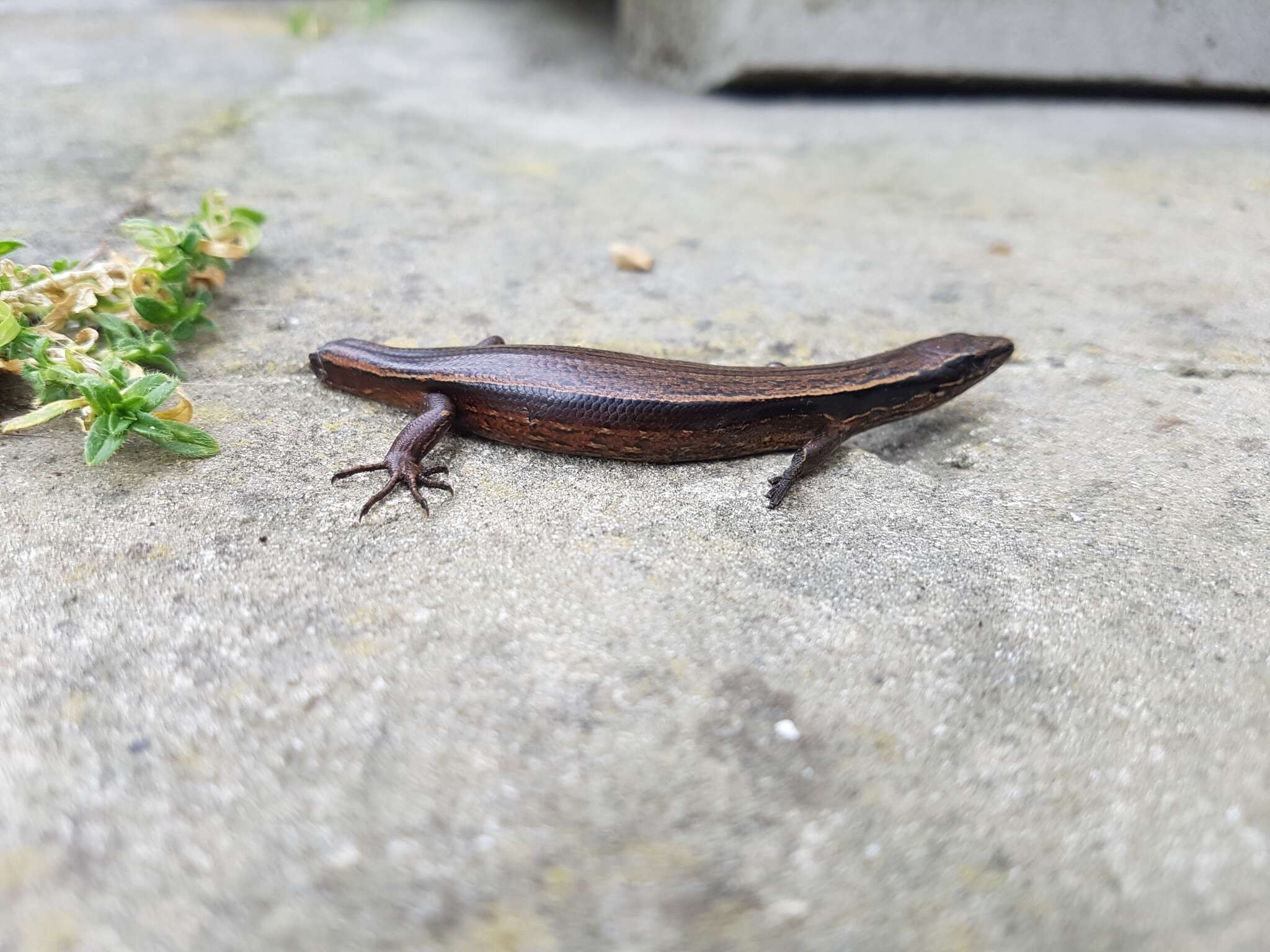 Image of Brown Skink