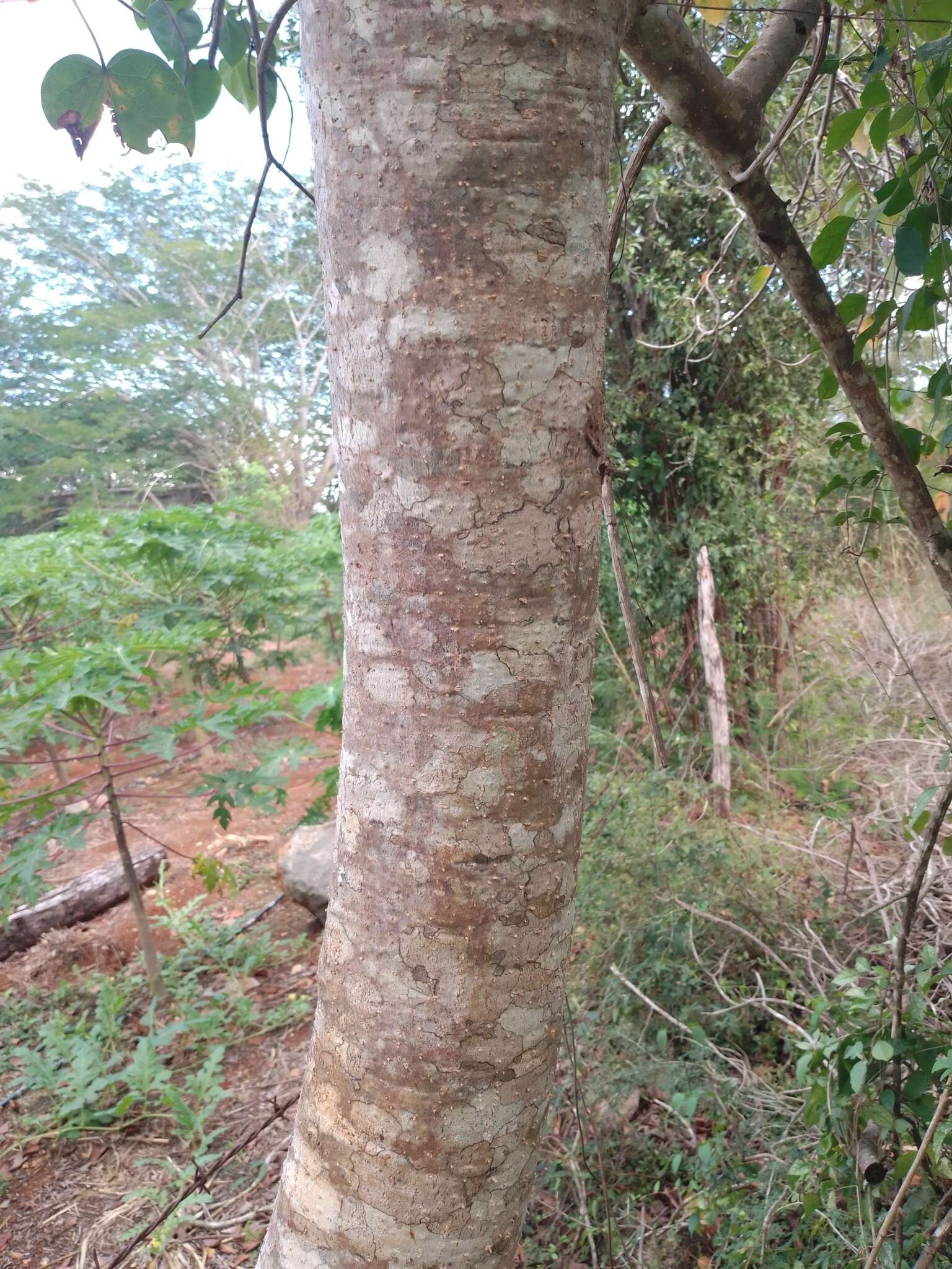 Image of Jatropha gaumeri Greenm.