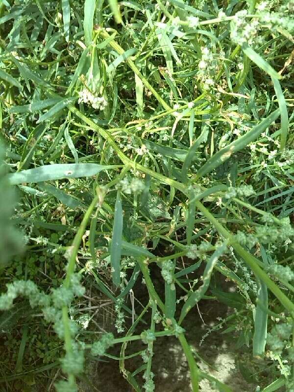 Image of Grass-leaved orache